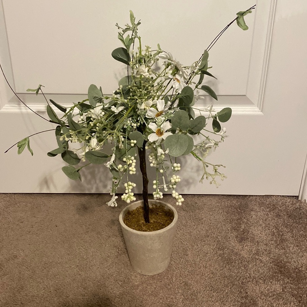 Decorative Plant ✨